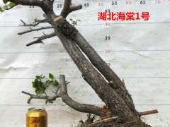 海棠下山桩叶子掉光了 怎么办 图片