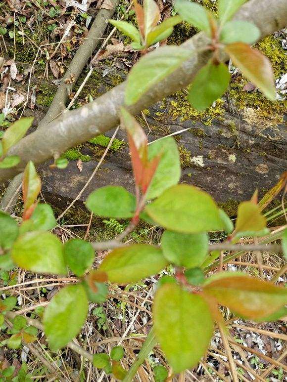 广东能养好海棠下山桩吗 怎么办 图片