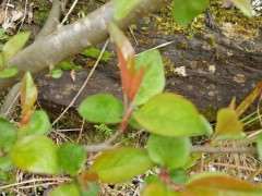 广东能养好海棠下山桩吗 怎么办 图片