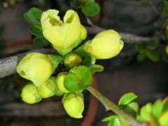 海棠下山桩两年后施催花素可以吗 图片