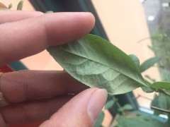 海棠下山桩没有叶子会发芽吗 图片