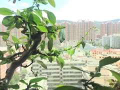 海棠下山桩大多老枝开花 影响不了 图片