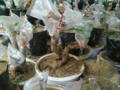 请问白色的海棠下山桩是什么品种 图片