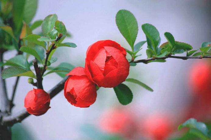 红色的海棠下山桩是什么品种 图片