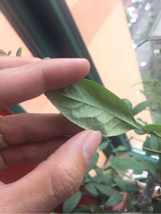 冬季室内供暖 海棠下山桩 可以吗 图片