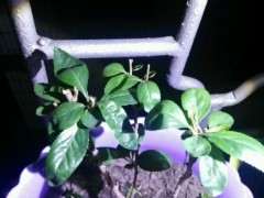 广东的气温好 可以养海棠下山桩吗 图片