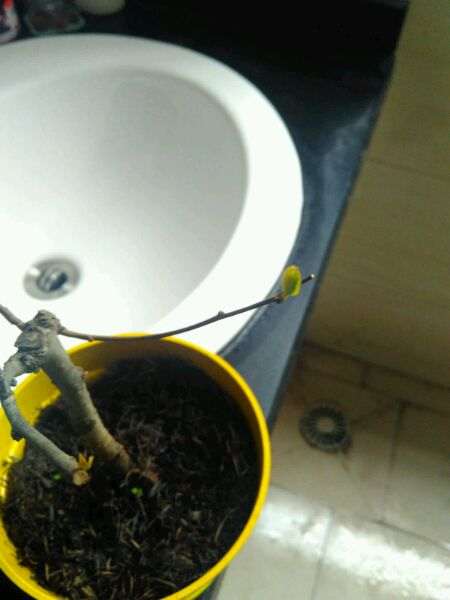 海棠下山桩这么快就长叶子了 怎么办 图片