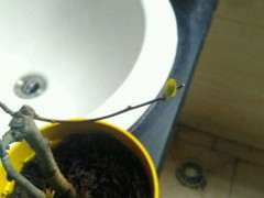 海棠下山桩这么快就长叶子了 怎么办 图片