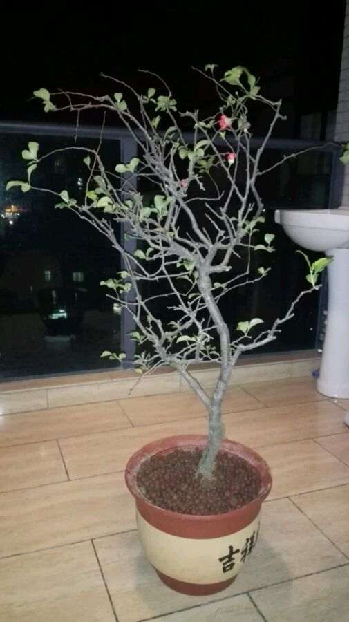 海棠下山桩适合多大的花盆 最好 图片