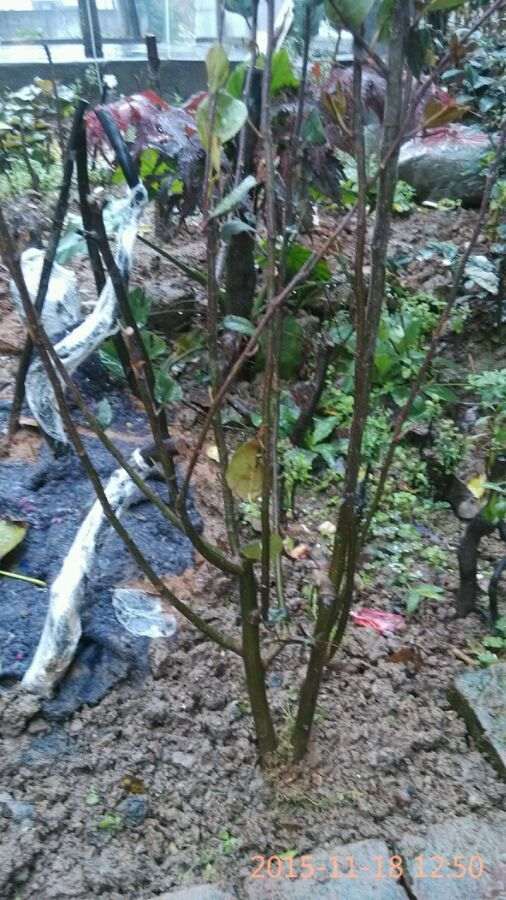 海棠下山桩适合多大的花盆 最好 图片