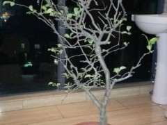 海棠下山桩适合多大的花盆 最好 图片