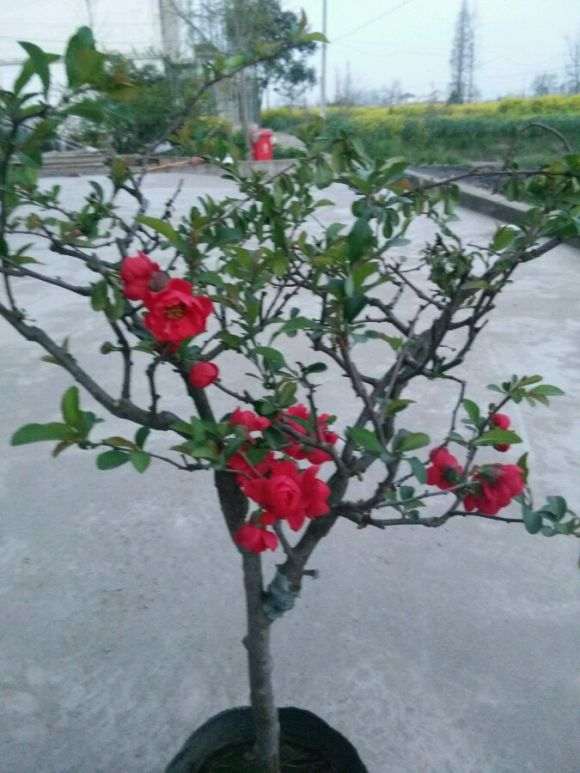 帮我看看 这是什么海棠下山桩 图片