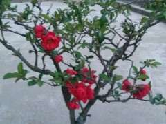 帮我看看 这是什么海棠下山桩 图片