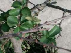 海棠下山桩枝上的这个是花苞吗 图片