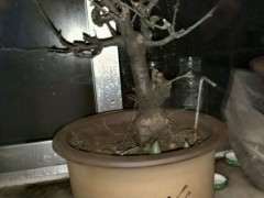 海棠下山桩可以看到花苞了 上肥吗 图片