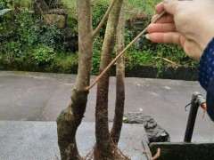 广东地区能养海棠下山桩吗 可以吗 图片