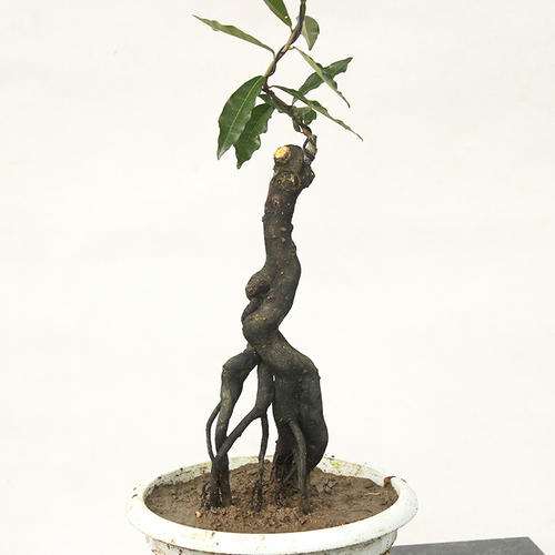 为什么西府海棠下山桩太多又乱 图片