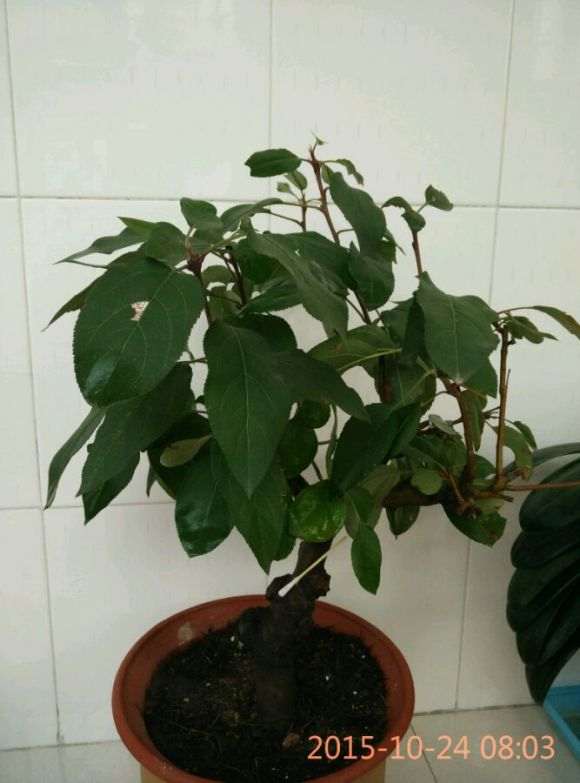 为什么西府海棠下山桩太多又乱 图片