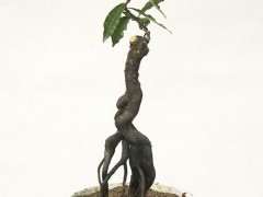 为什么西府海棠下山桩太多又乱 图片