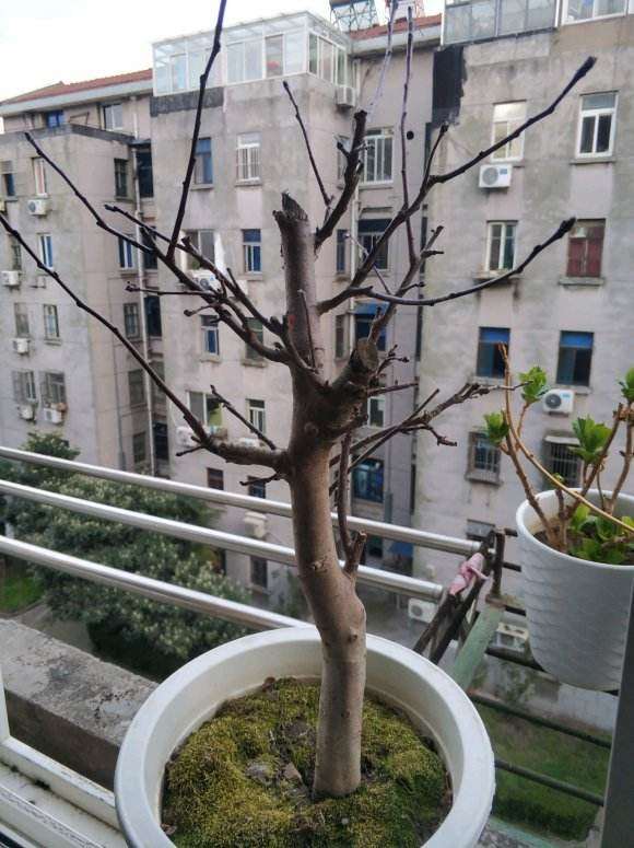 海棠下山桩怎么剪掉重新发芽 图片