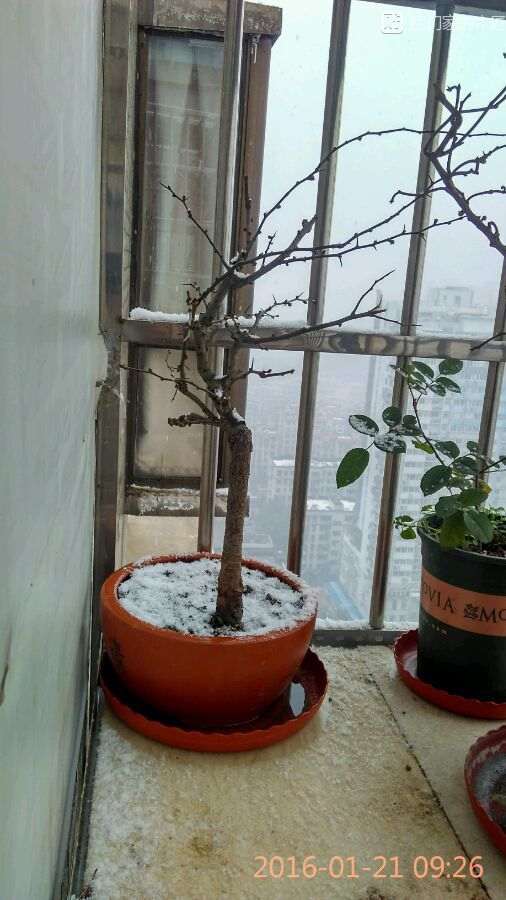 湖北海棠下山桩零下8℃ 可以吗 图片