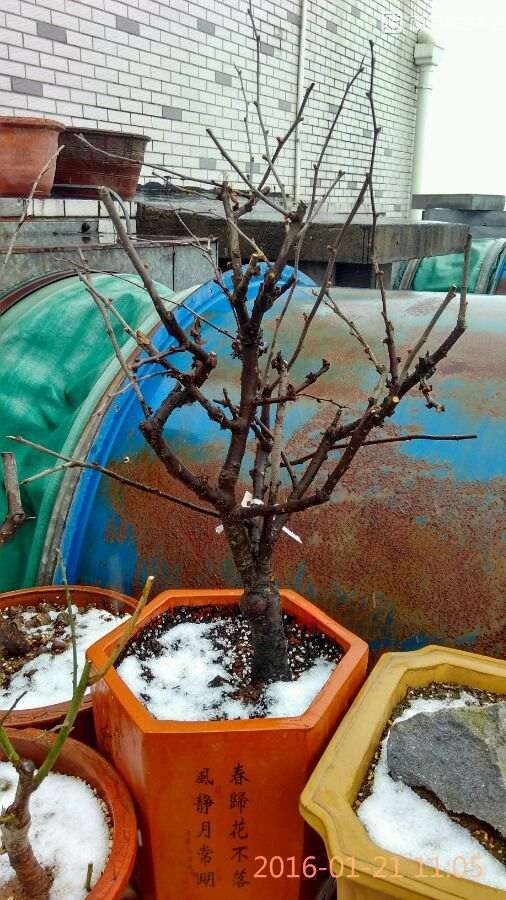 湖北海棠下山桩零下8℃ 可以吗 图片