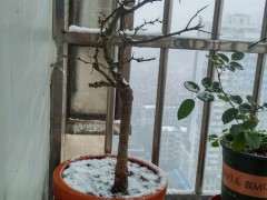 湖北海棠下山桩零下8℃ 可以吗 图片