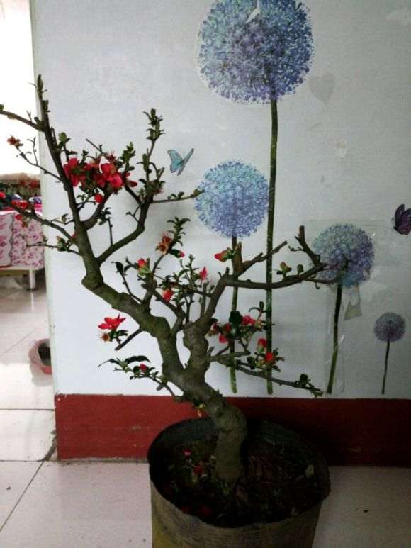 海棠下山桩零下十五度的室外过冬吗 图片