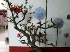 海棠下山桩零下十五度的室外过冬吗 图片