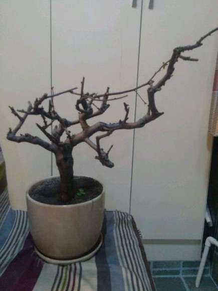 海棠下山桩要怎么处理 要换盆吗 图片