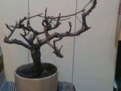 海棠下山桩要怎么处理 要换盆吗 图片