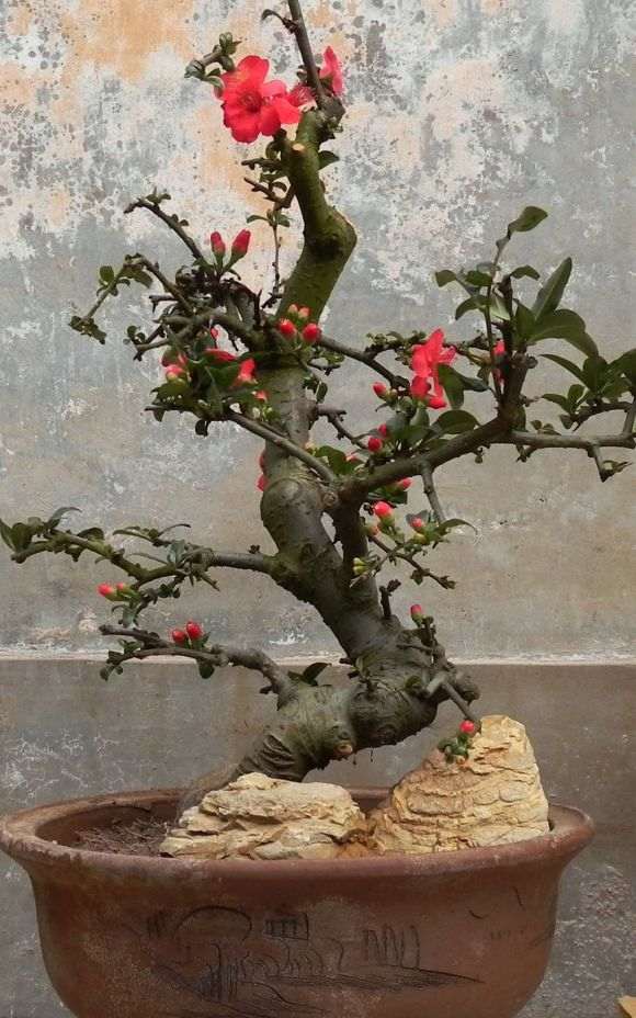 西府海棠下山桩的土要干到什么程度浇水