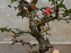 西府海棠下山桩的土要干到什么程度浇水