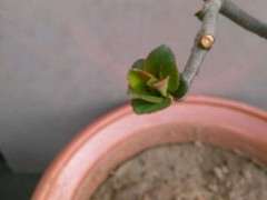 海棠下山桩一直没花苞 怎么办 图片