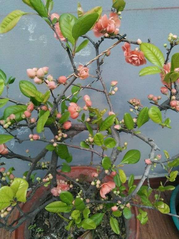 海棠下山桩怎么换盆 用什么土最好 图片