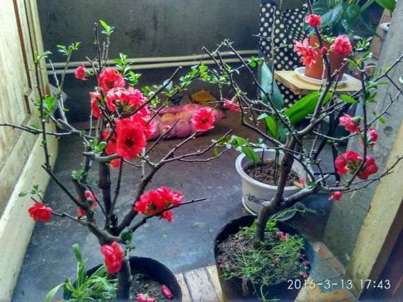 海棠下山桩怎么换盆 用什么土最好 图片