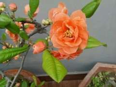 海棠下山桩怎么换盆 用什么土最好 图片