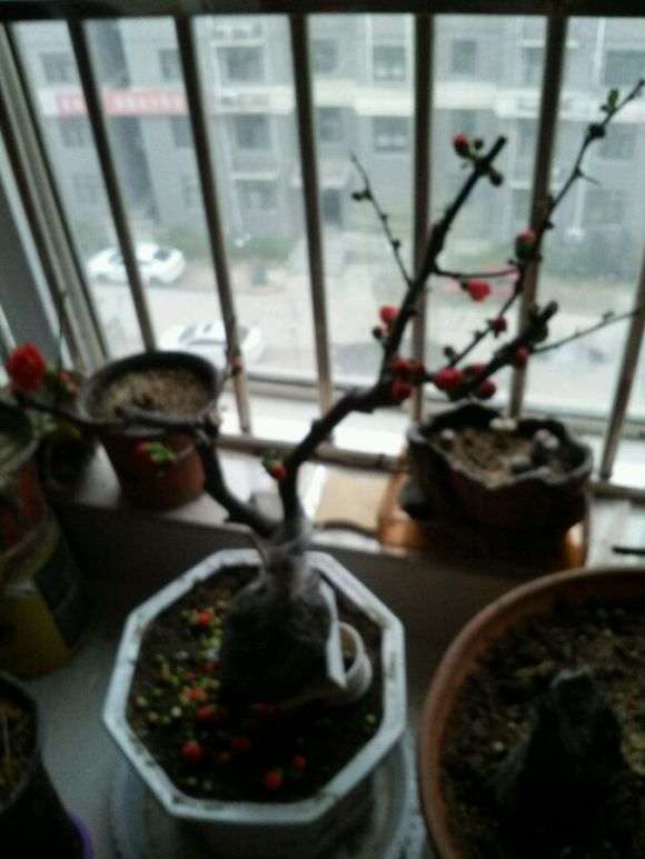 海棠下山桩2个星期了 花还再开 怎么办