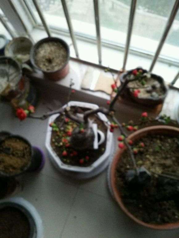 海棠下山桩2个星期了 花还再开 怎么办