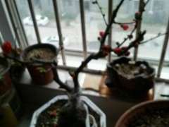 海棠下山桩2个星期了 花还再开 怎么办