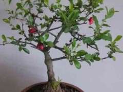 海棠下山桩发了芽又干 怎么办 图片