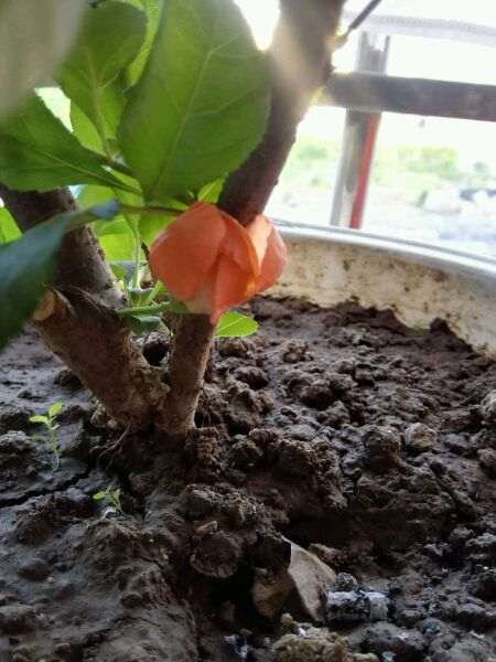 西府海棠下山桩发现黄叶 怎么办 图片