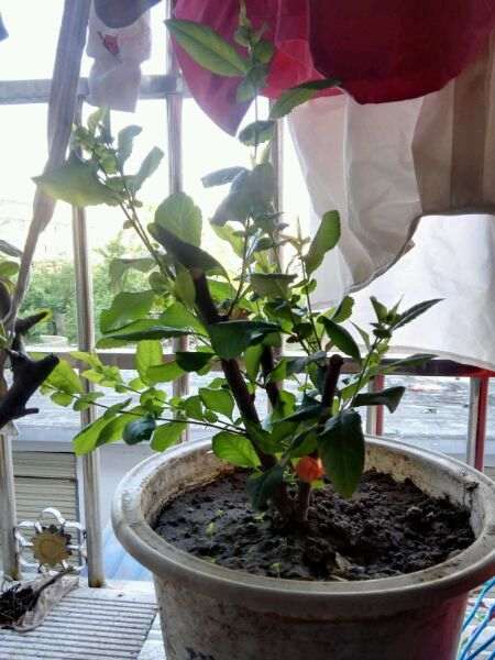 西府海棠下山桩发现黄叶 怎么办 图片