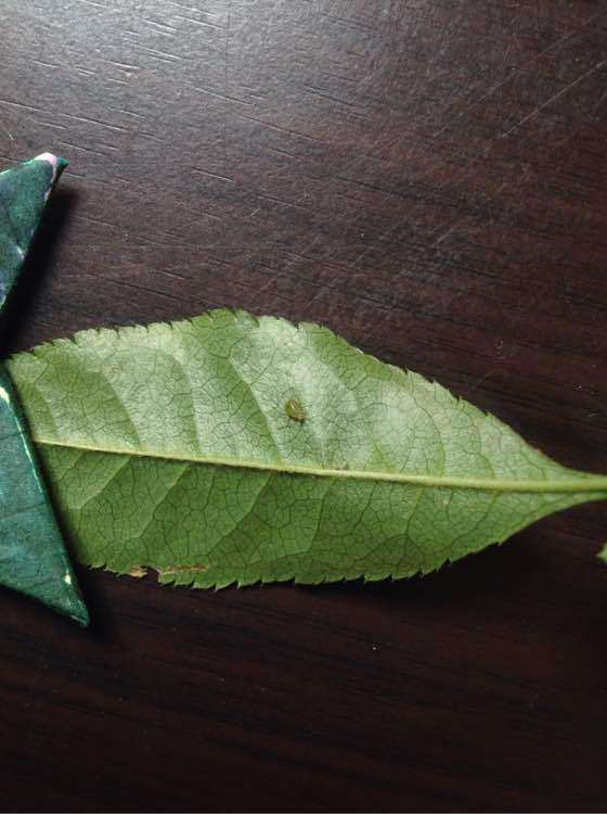 海棠下山桩嫩叶上全是卵 怎么办 图片