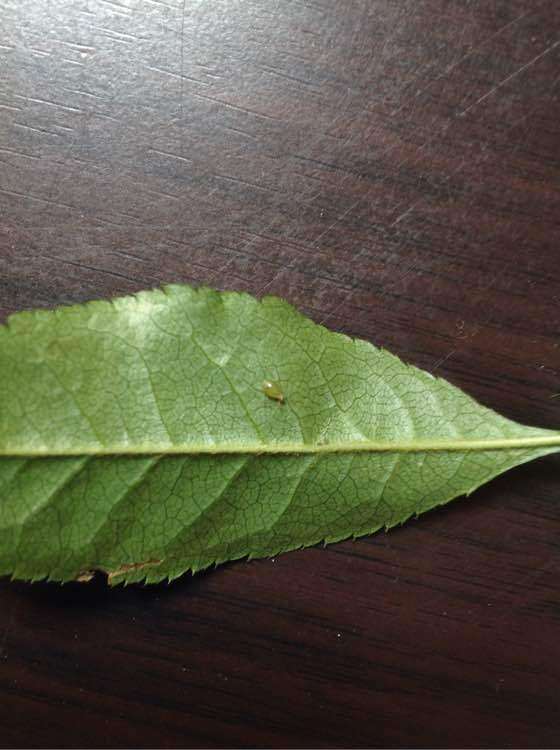 海棠下山桩嫩叶上全是卵 怎么办 图片