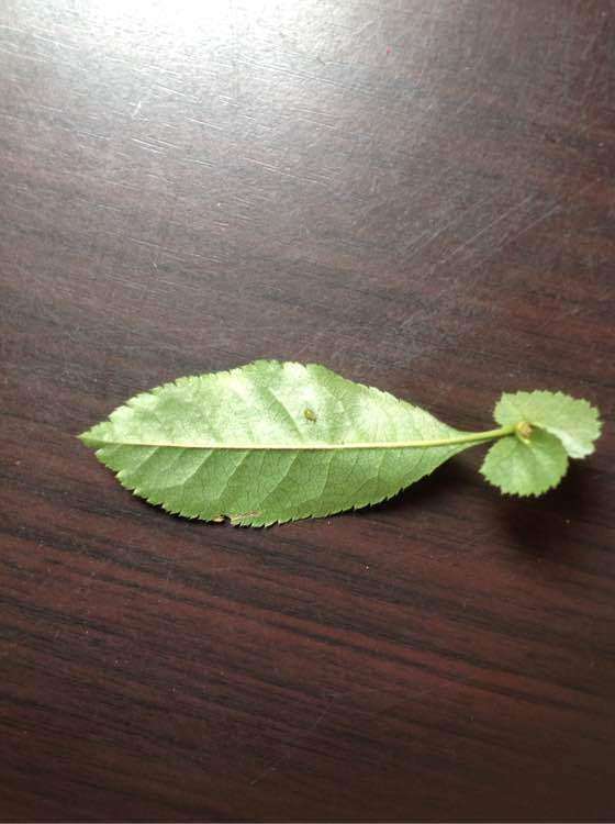 海棠下山桩嫩叶上全是卵 怎么办 图片