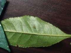 海棠下山桩嫩叶上全是卵 怎么办 图片