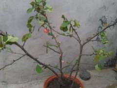 海棠下山桩全掉光了 怎么办好 图片