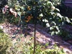 海棠下山桩离地面几公分截杆合适 图片