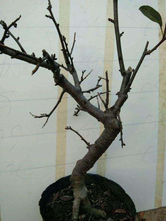 海棠下山桩主根发达吗 怎么办 图片